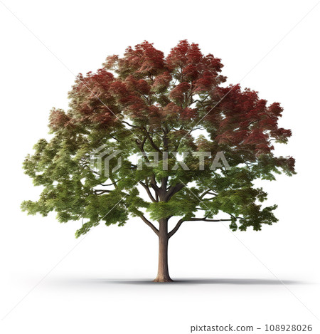 Image of northern red oak tree isolated on white background., Nature., flower. Image of northern red oak tree isolated on white background., Nature., flower. 108928026