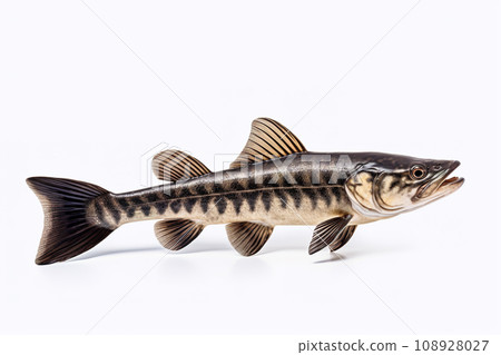 Image of snakehead fish isolated on white background. Animal., Fishs., Food. 108928027