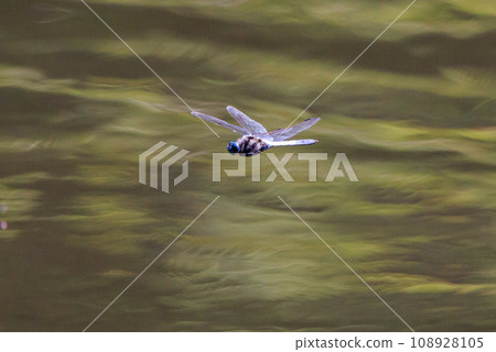 Two-tone familiar dragonfly Shiokara dragonfly Two-tone familiar dragonfly Shiokara dragonfly 108928105