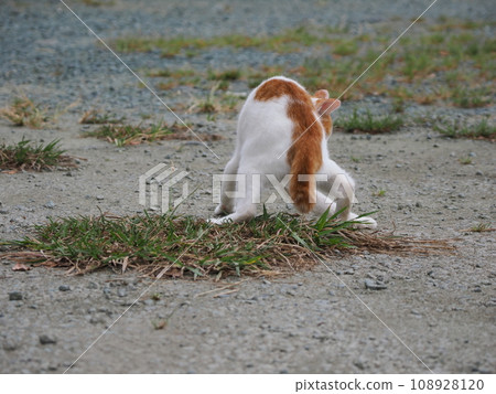 A brown and white kitten who can't play well 108928120