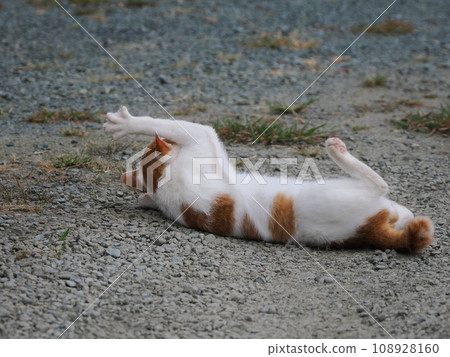 一隻棕白相間的小貓，玩得不好 108928160