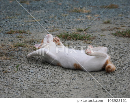 一隻棕白相間的小貓，玩得不好 108928161