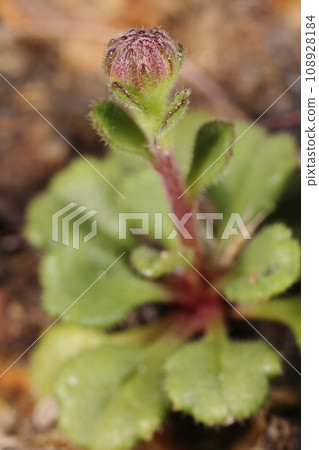 Natural plant Okinawagiku, flowering period is from autumn to winter. It produces white flowers about 2 cm long, but the young buds are reddish. Natural plant Okinawagiku, flowering period is from autumn to winter. It produces white flowers about 2 cm long, but the young buds are reddish. 108928184