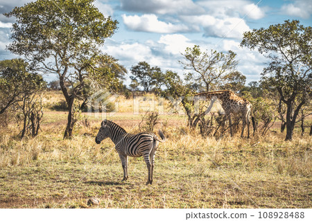 Wild Giraffe close ups in Kruger National Park, South Africa 108928488