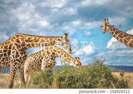 Wild Giraffe close ups in Kruger National Park, South Africa 108928512