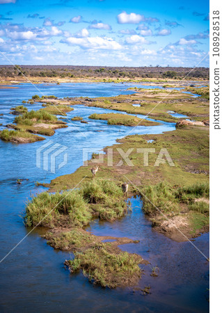 Savannah river in Kruger National Park, South Africa 108928518