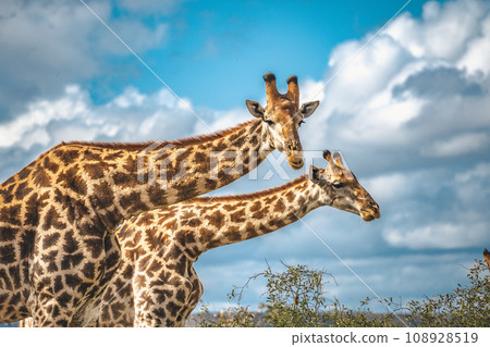 Wild Giraffe close ups in Kruger National Park, South Africa 108928519