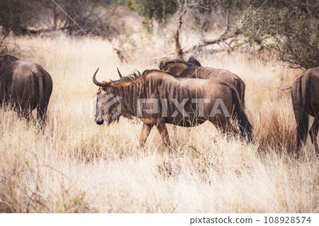 Wild Wildebeest or gnu close ups in Kruger National Park, South Africa Wild Wildebeest or gnu close ups in Kruger National Park, South Africa 108928574