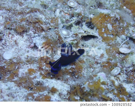 慶良間金科內的綠皇帶魚 108928582