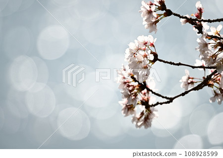 Cherry blossoms floating on the water 108928599