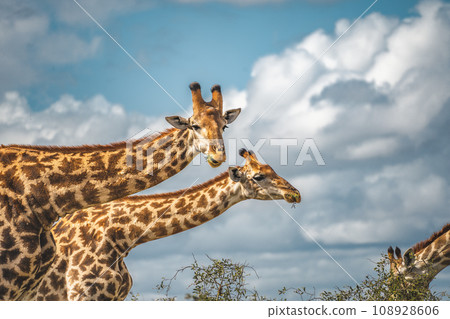Wild Giraffe close ups in Kruger National Park, South Africa Wild Giraffe close ups in Kruger National Park, South Africa 108928606