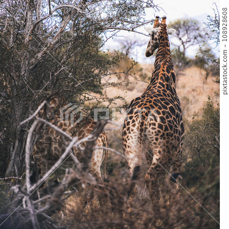 Wild Giraffe close ups in Kruger National Park, South Africa Wild Giraffe close ups in Kruger National Park, South Africa 108928608