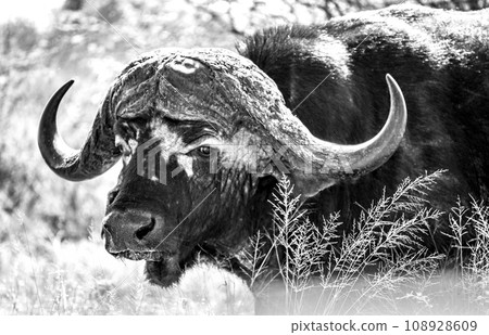 Wild Buffalo close ups in Kruger National Park, South Africa Wild Buffalo close ups in Kruger National Park, South Africa 108928609