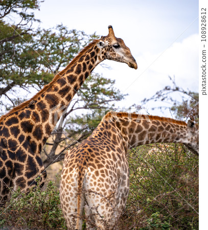 Wild Giraffe close ups in Kruger National Park, South Africa Wild Giraffe close ups in Kruger National Park, South Africa 108928612