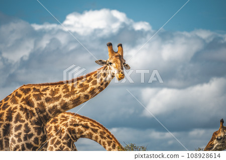 Wild Giraffe close ups in Kruger National Park, South Africa Wild Giraffe close ups in Kruger National Park, South Africa 108928614