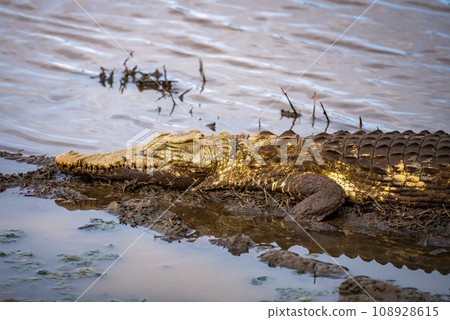 Wild Crocodile close ups in Kruger National Park, South Africa 108928615