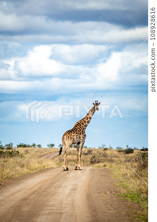 Wild Giraffe close ups in Kruger National Park, South Africa Wild Giraffe close ups in Kruger National Park, South Africa 108928616