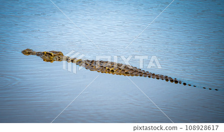 Wild Crocodile close ups in Kruger National Park, South Africa 108928617