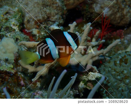 崎嶇珊瑚中的慶良間嘉希小丑魚 108928620