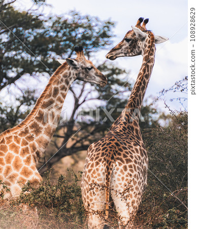 Wild Giraffe close ups in Kruger National Park, South Africa 108928629