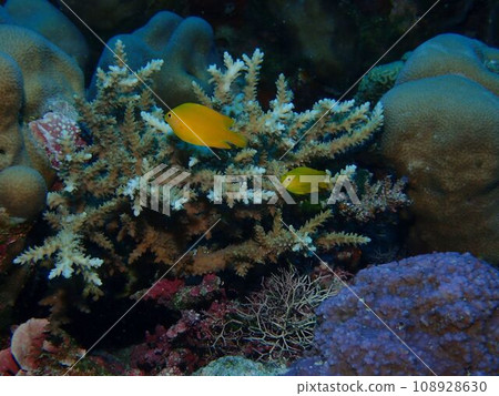 Aedes damselfish under Kerama Adan Aedes damselfish under Kerama Adan 108928630