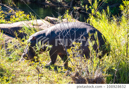 Wild Hippo close ups in Kruger National Park, South Africa 108928632