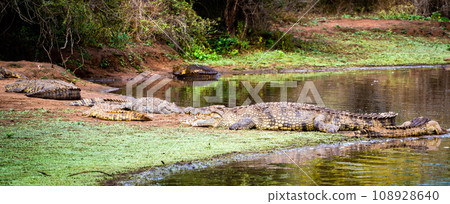 Wild Crocodile close ups in Kruger National Park, South Africa Wild Crocodile close ups in Kruger National Park, South Africa 108928640