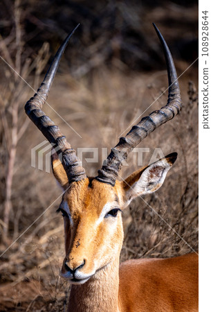 Wild impala close ups in Kruger National Park, South Africa Wild impala close ups in Kruger National Park, South Africa 108928644