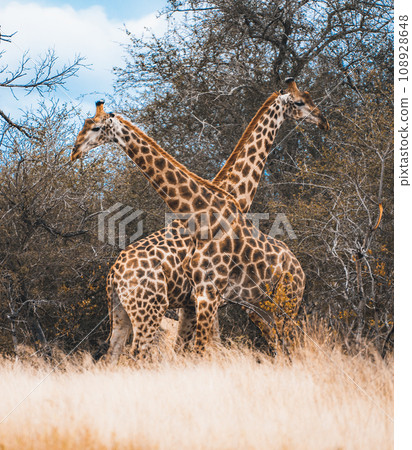 Wild Giraffe close ups in Kruger National Park, South Africa 108928648