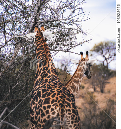 Wild Giraffe close ups in Kruger National Park, South Africa 108928656