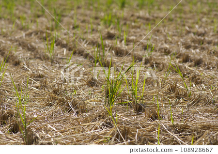 Rice field after harvesting rice Rice field after harvesting rice 108928667