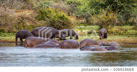 Wild Hippopotamus close ups in Kruger National Park, South Africa Wild Hippopotamus close ups in Kruger National Park, South Africa 108928668