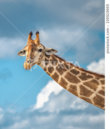 Wild Giraffe close ups in Kruger National Park, South Africa Wild Giraffe close ups in Kruger National Park, South Africa 108928669