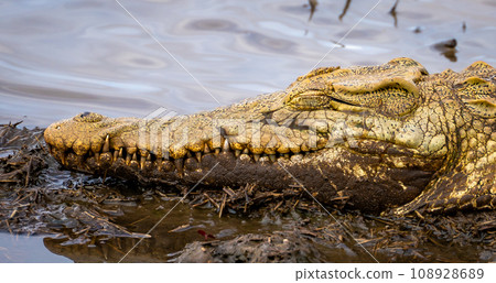 Wild Crocodile close ups in Kruger National Park, South Africa 108928689