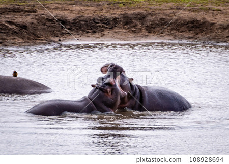 Wild Hippo close ups in Kruger National Park, South Africa Wild Hippo close ups in Kruger National Park, South Africa 108928694