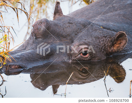 Wild Hippopotamus close ups in Kruger National Park, South Africa Wild Hippopotamus close ups in Kruger National Park, South Africa 108928700