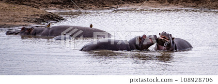 Wild Hippopotamus close ups in Kruger National Park, South Africa Wild Hippopotamus close ups in Kruger National Park, South Africa 108928706