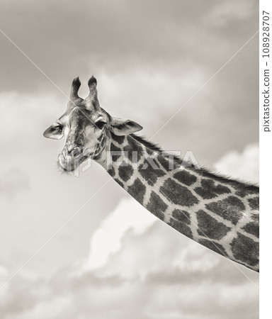 Wild Giraffe close ups in Kruger National Park, South Africa Wild Giraffe close ups in Kruger National Park, South Africa 108928707