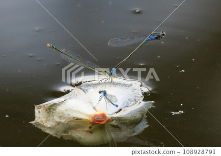 Hosomiito Dragonfly, the only thin and long flying jewel in Japan that has a summer type and a wintering type 108928791