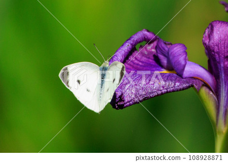A white fairy fluttering and fluttering, a cabbage white butterfly A white fairy fluttering and fluttering, a cabbage white butterfly 108928871