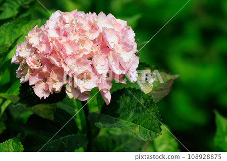 A white fairy fluttering and fluttering, a cabbage white butterfly 108928875