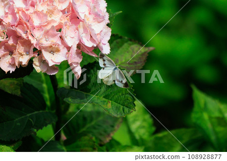 A white fairy fluttering and fluttering, a cabbage white butterfly 108928877