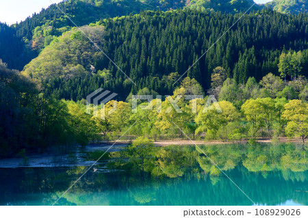 Spectacular Spring View: Evening View of Submerged Forest at Lake Akifan, Akita Prefecture Spectacular Spring View: Evening View of Submerged Forest at Lake Akifan, Akita Prefecture 108929026