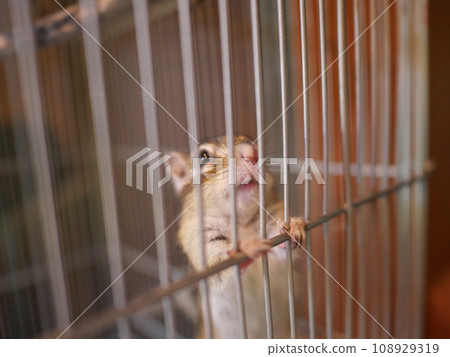 松鼠對人類感到驚訝 108929319