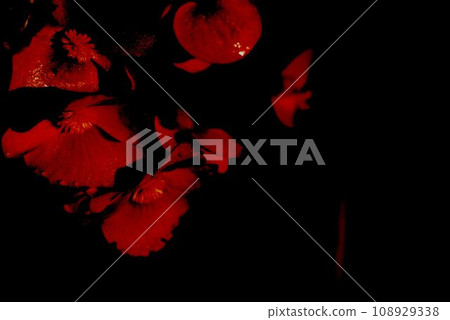 Red flowers stand out against a black background 108929338
