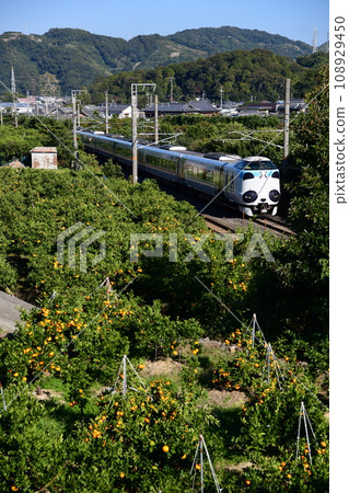 Limited Express Kuroshio “Panda Kuroshio” that goes through the tangerine fields Limited Express Kuroshio “Panda Kuroshio” that goes through the tangerine fields 108929450