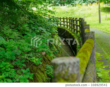 Fresh green and moss Fresh green and moss 108929541