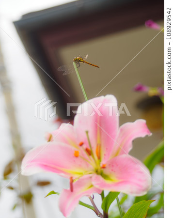 Lily and dragonfly 108929542