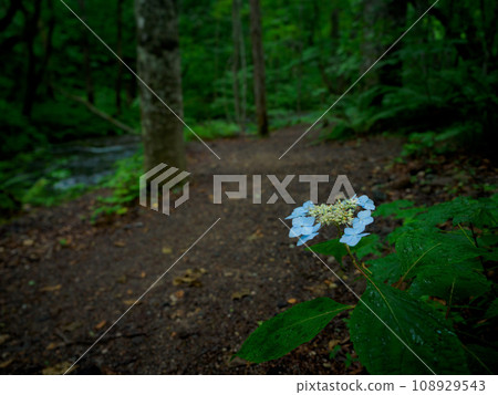 A single hydrangea in the forest A single hydrangea in the forest 108929543