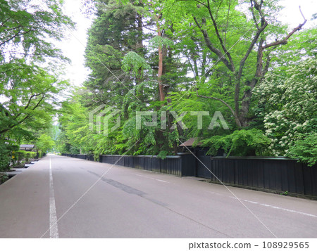 鮮綠的角館武士住宅街 108929565